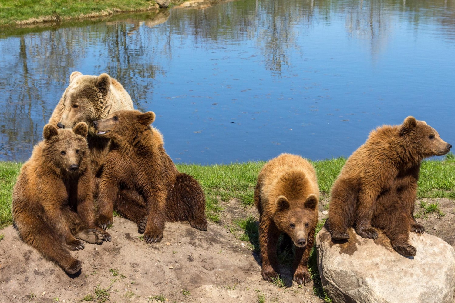 Interesting Facts About Bears