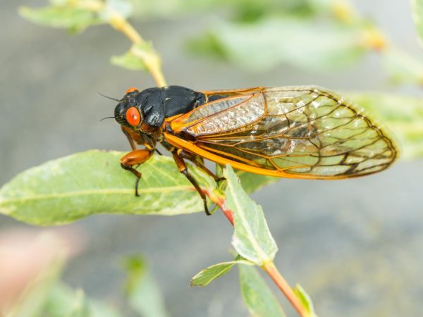 Интересные факты о цикадах