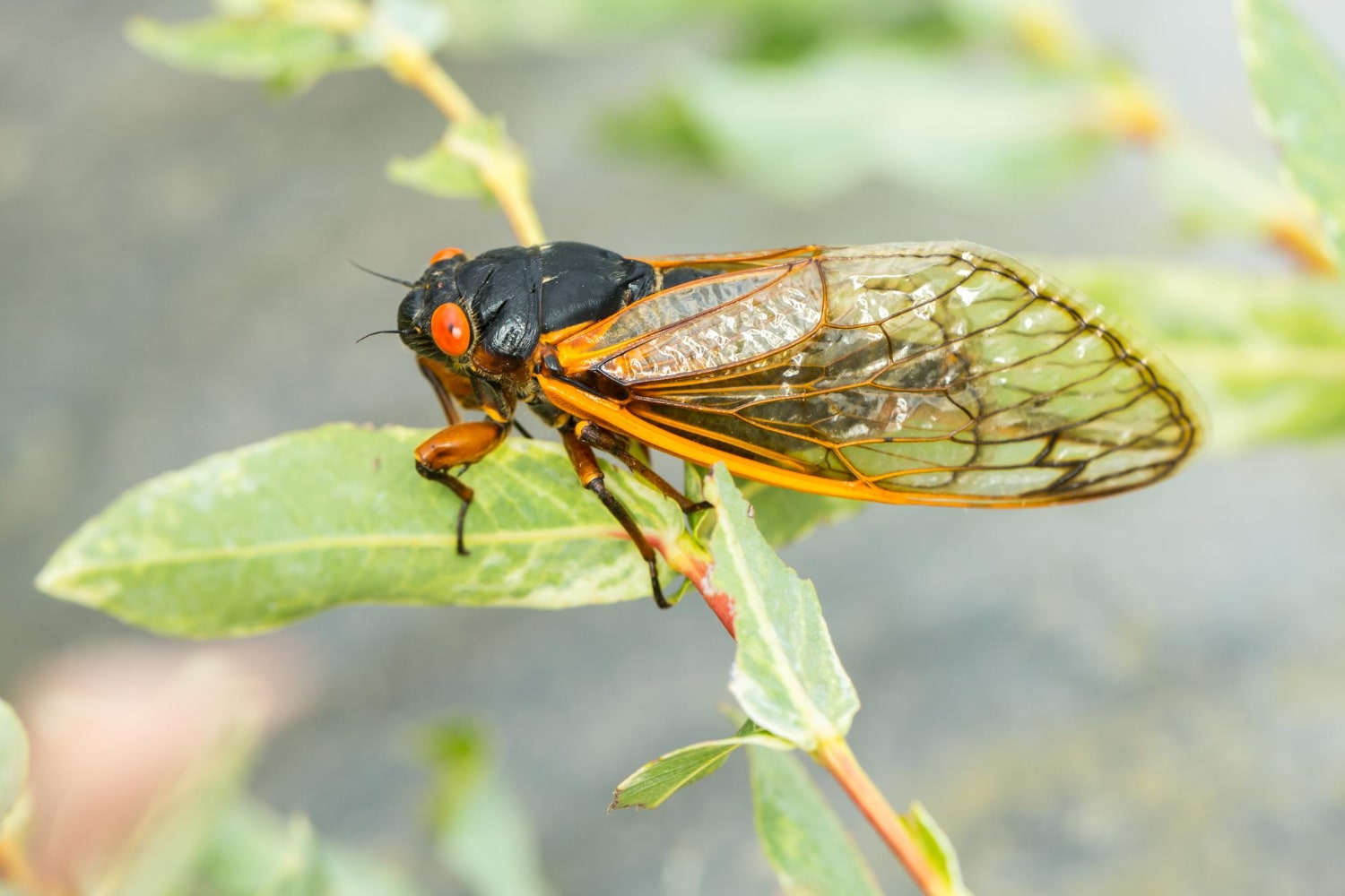 Интересные факты о цикадах