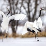 Interesting Facts About Cranes