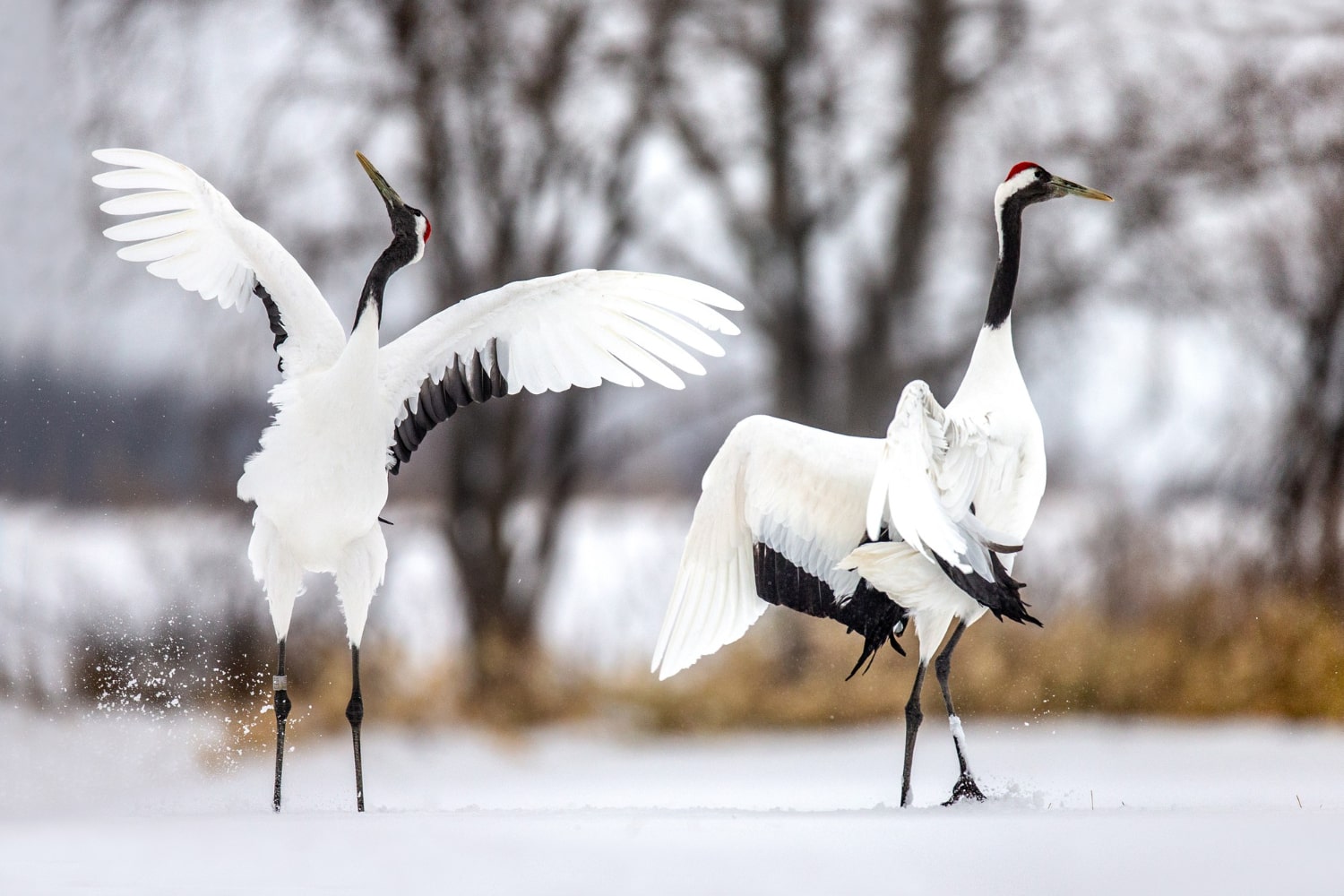 Interesting Facts About Cranes