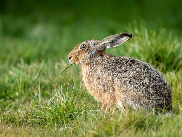 Interesting Facts About Hares