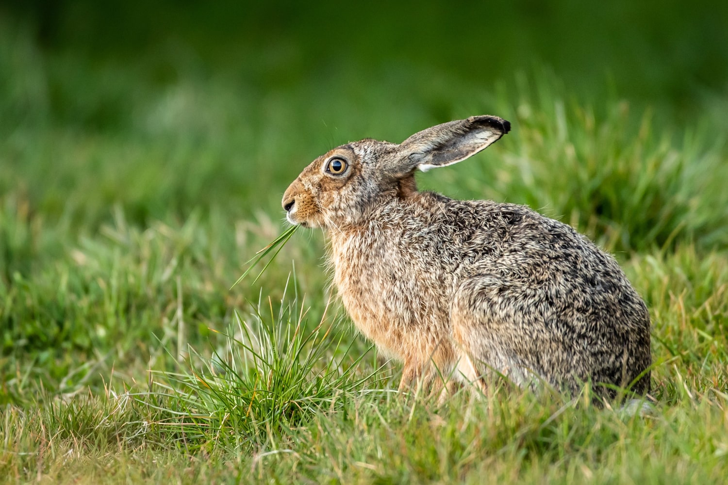Ciekawostki o zającach