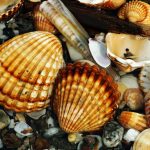 Интересные факты о моллюсках