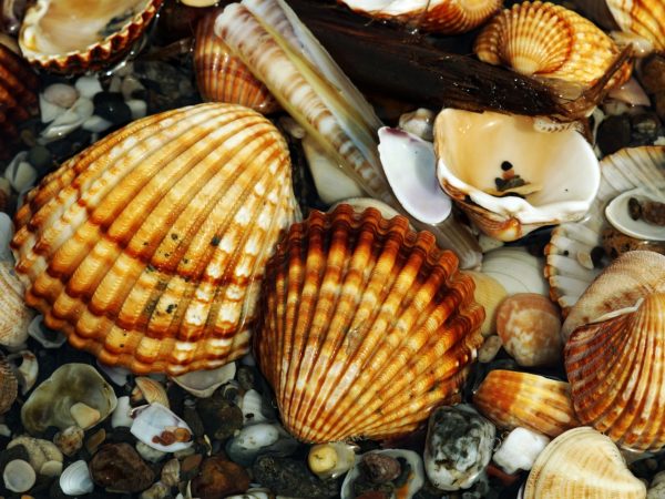 Цікаві факти про молюсків