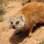 Цікаві факти про мангустів