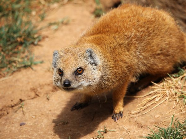 Цікаві факти про мангустів