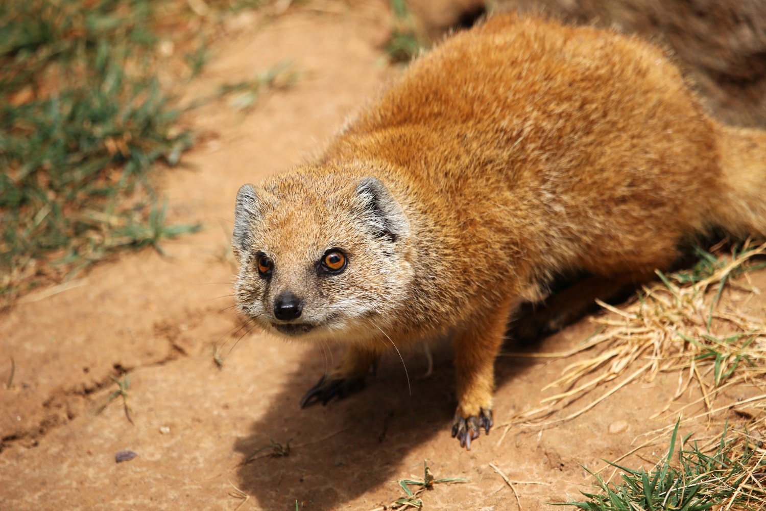 Цікаві факти про мангустів