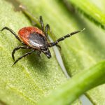 Interesting Facts About Ticks