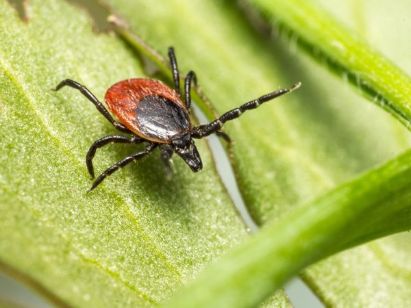 Interesting Facts About Ticks