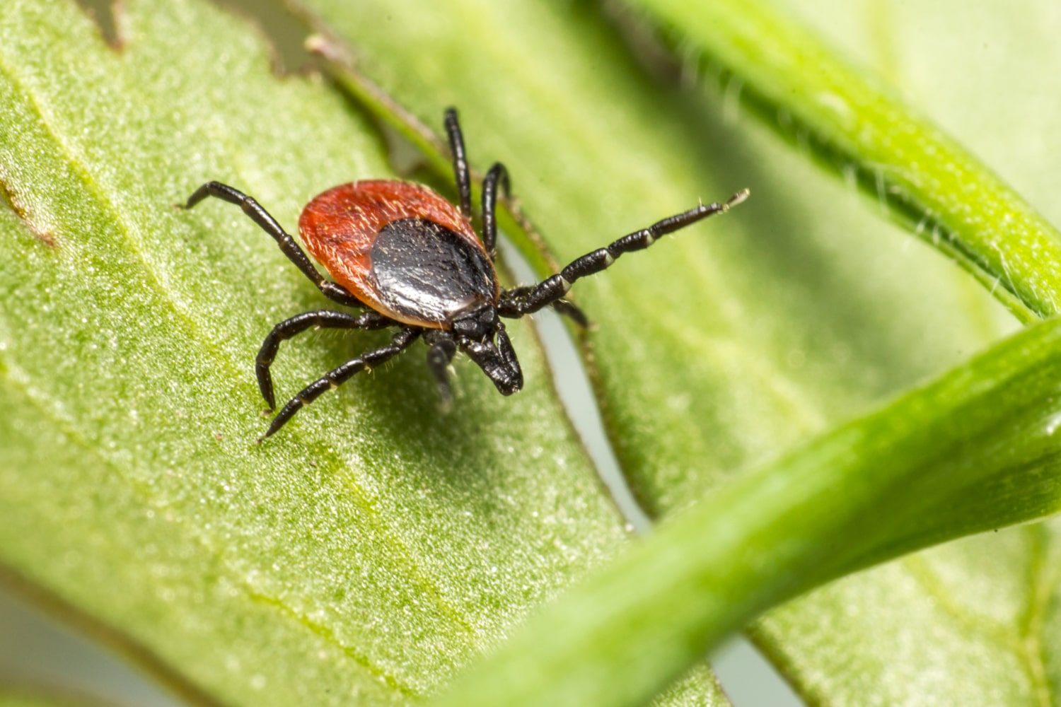 Interesting Facts About Ticks