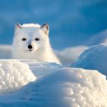 Interesting Facts About Arctic Foxes