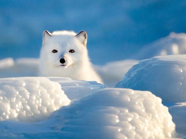 Ақтүлкілер туралы қызықты деректер