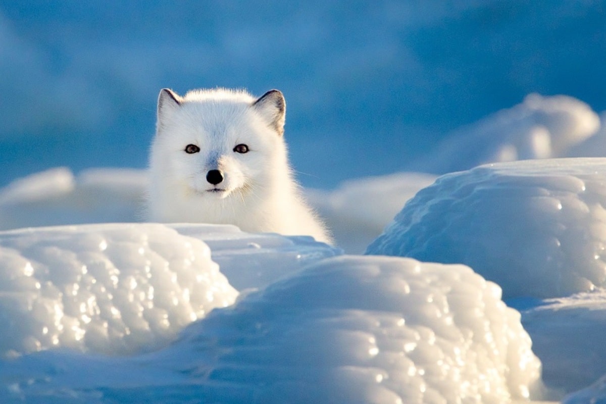 Interesting Facts About Arctic Foxes