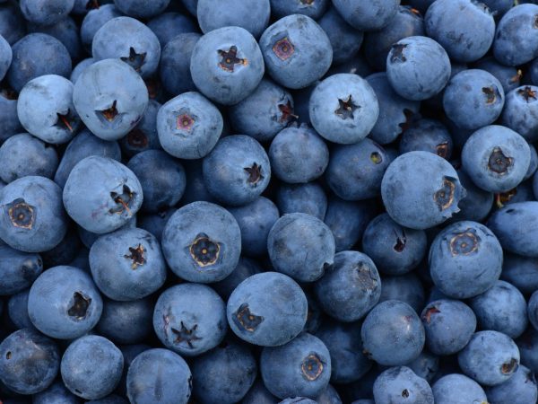 Interesting Facts About Blueberries