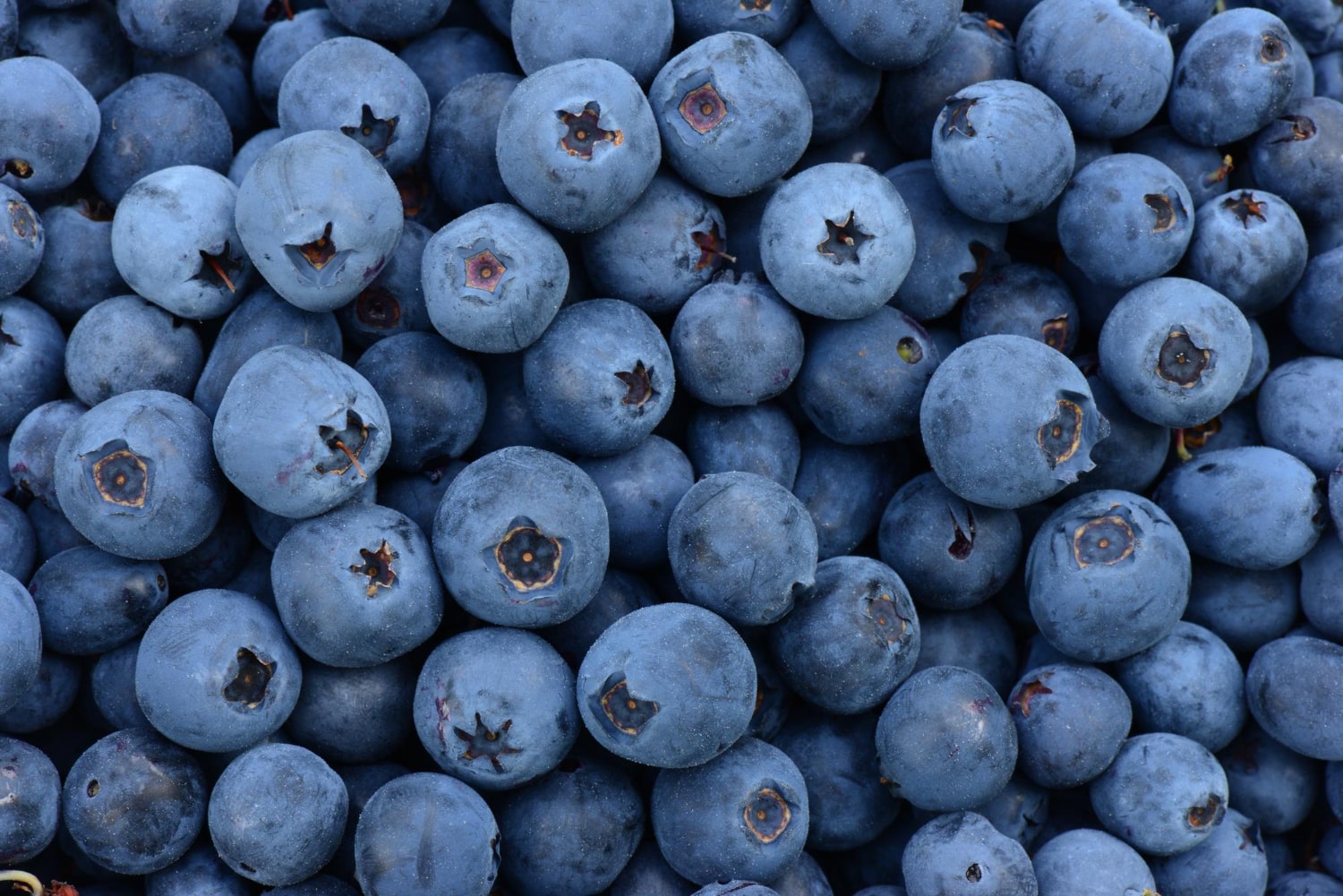 Цікаві факти про чорниці