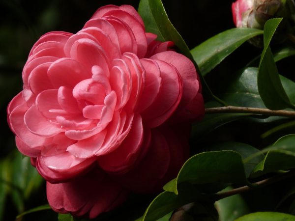 Interesting Facts About Camellias