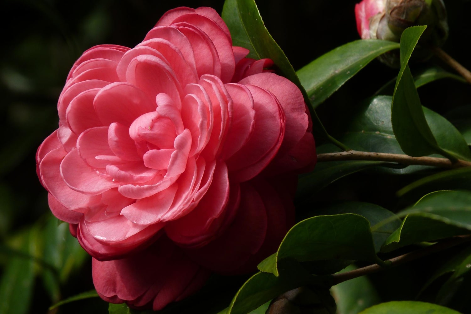 Interesting Facts About Camellias