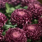 Interesting Facts About Chrysanthemums