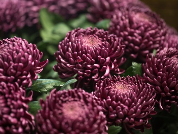 Interesting Facts About Chrysanthemums