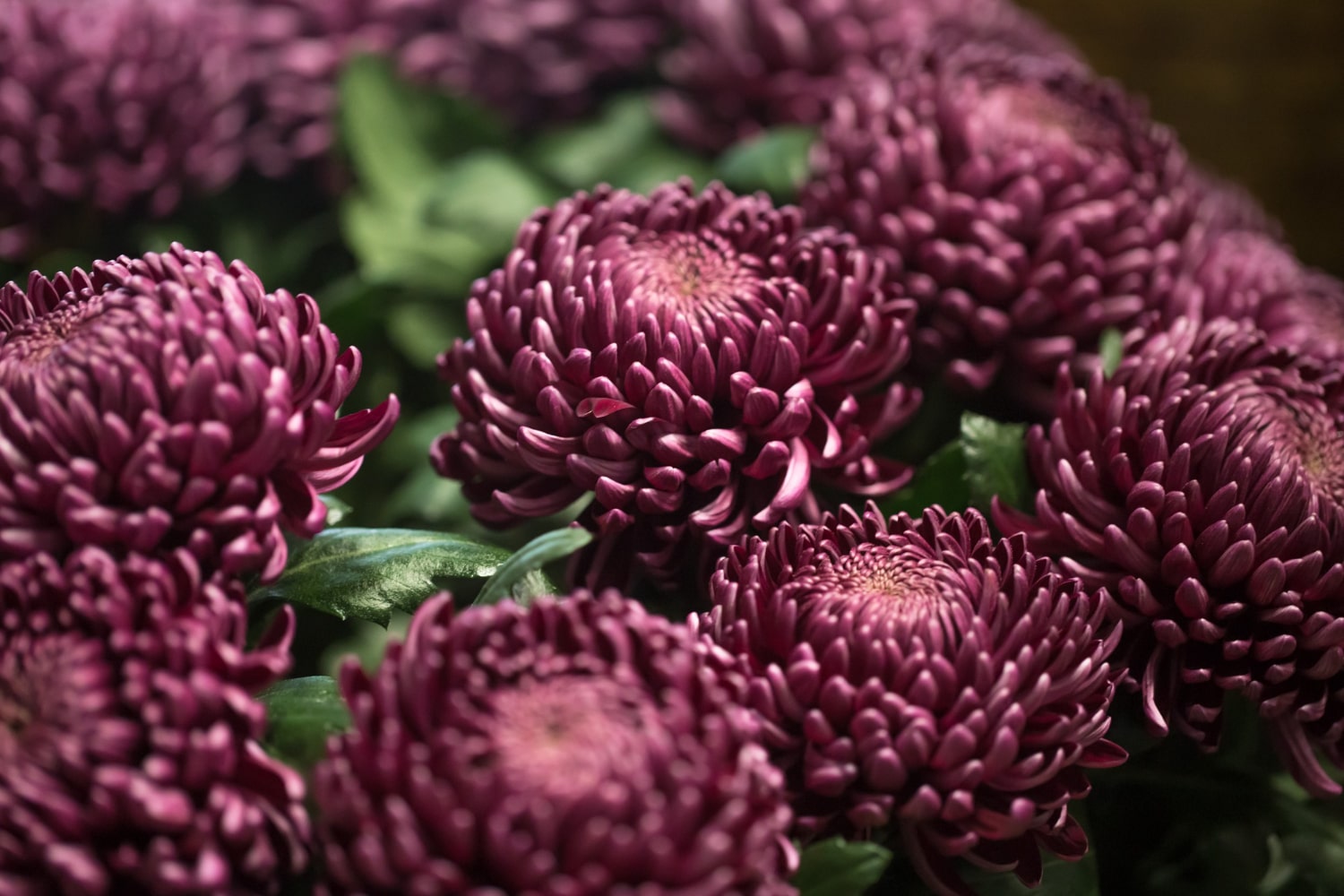 Interesting Facts About Chrysanthemums