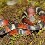 Interesting Facts About Coral Snakes
