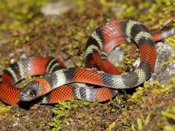 Interesting Facts About Coral Snakes