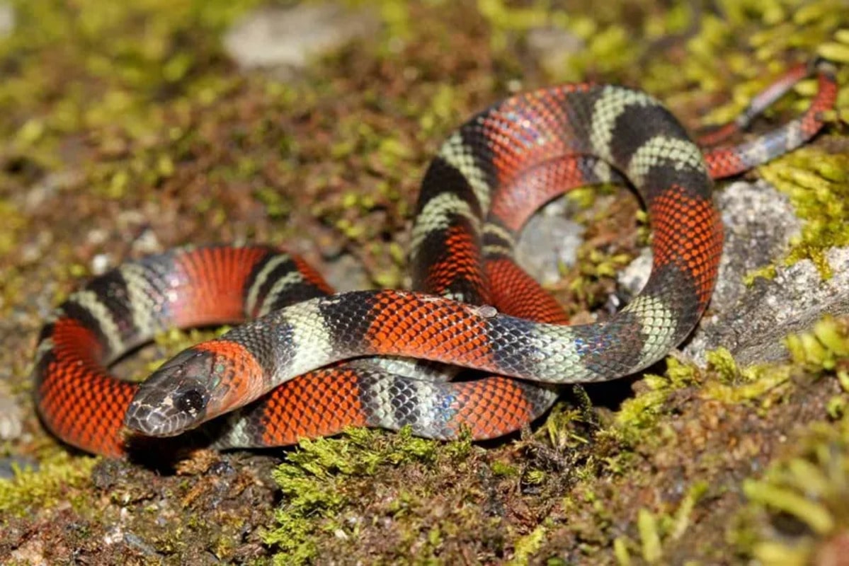Interesting Facts About Coral Snakes