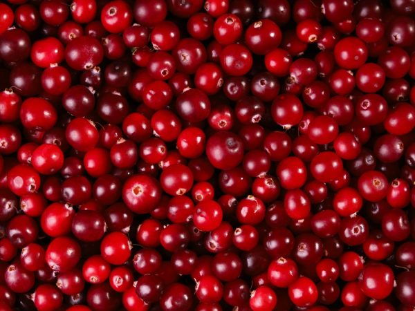 Мүкжидек туралы қызықты деректер