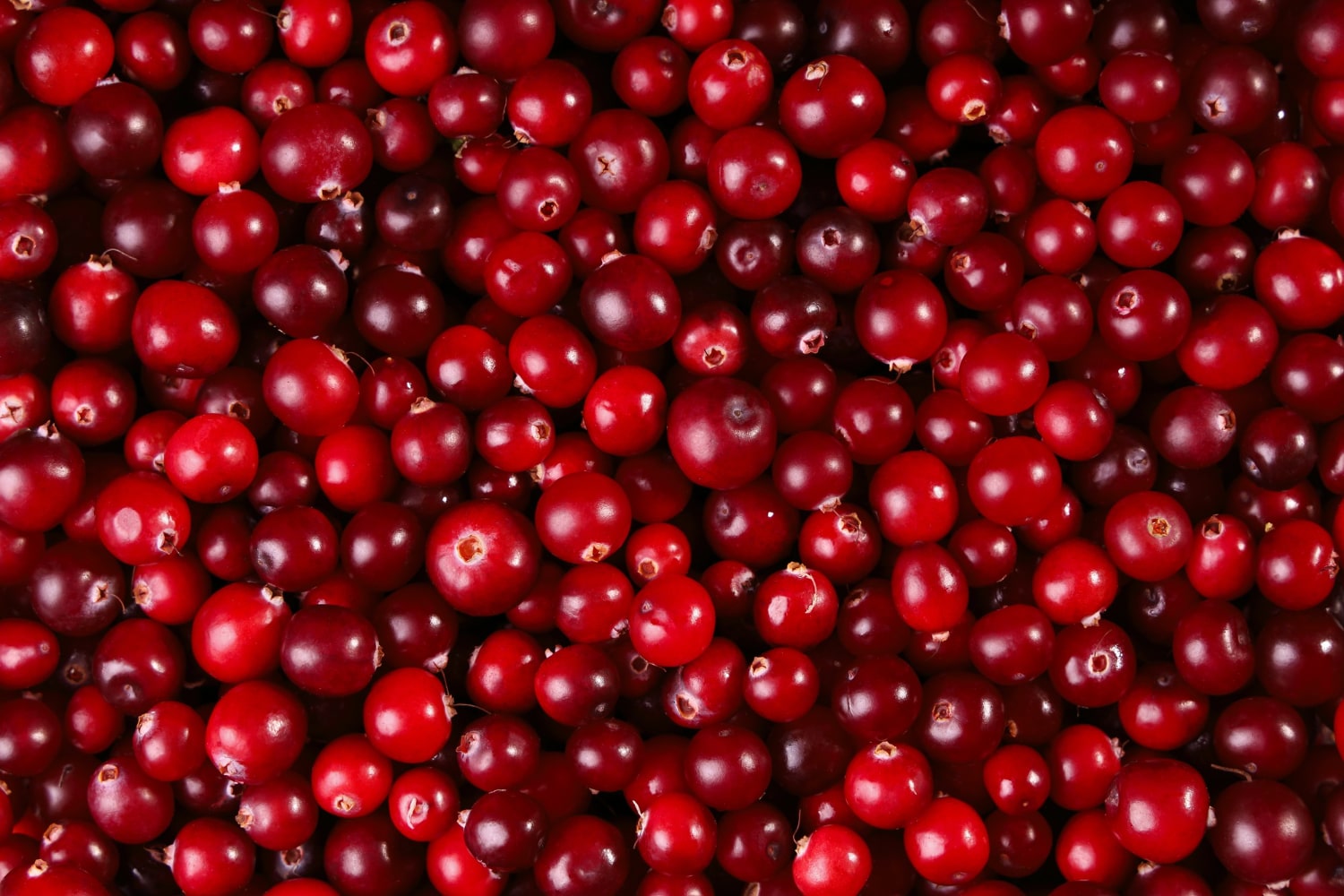 Interesting Facts About Cranberries