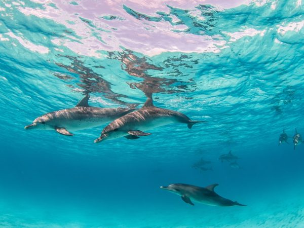 Interesting Facts About Dolphins
