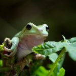 Interesting Facts About Frogs