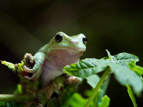 Ciekawostki o żabach