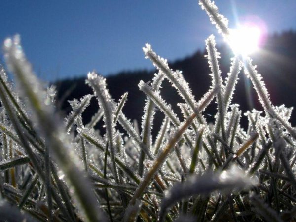 Ciekawostki o szronie