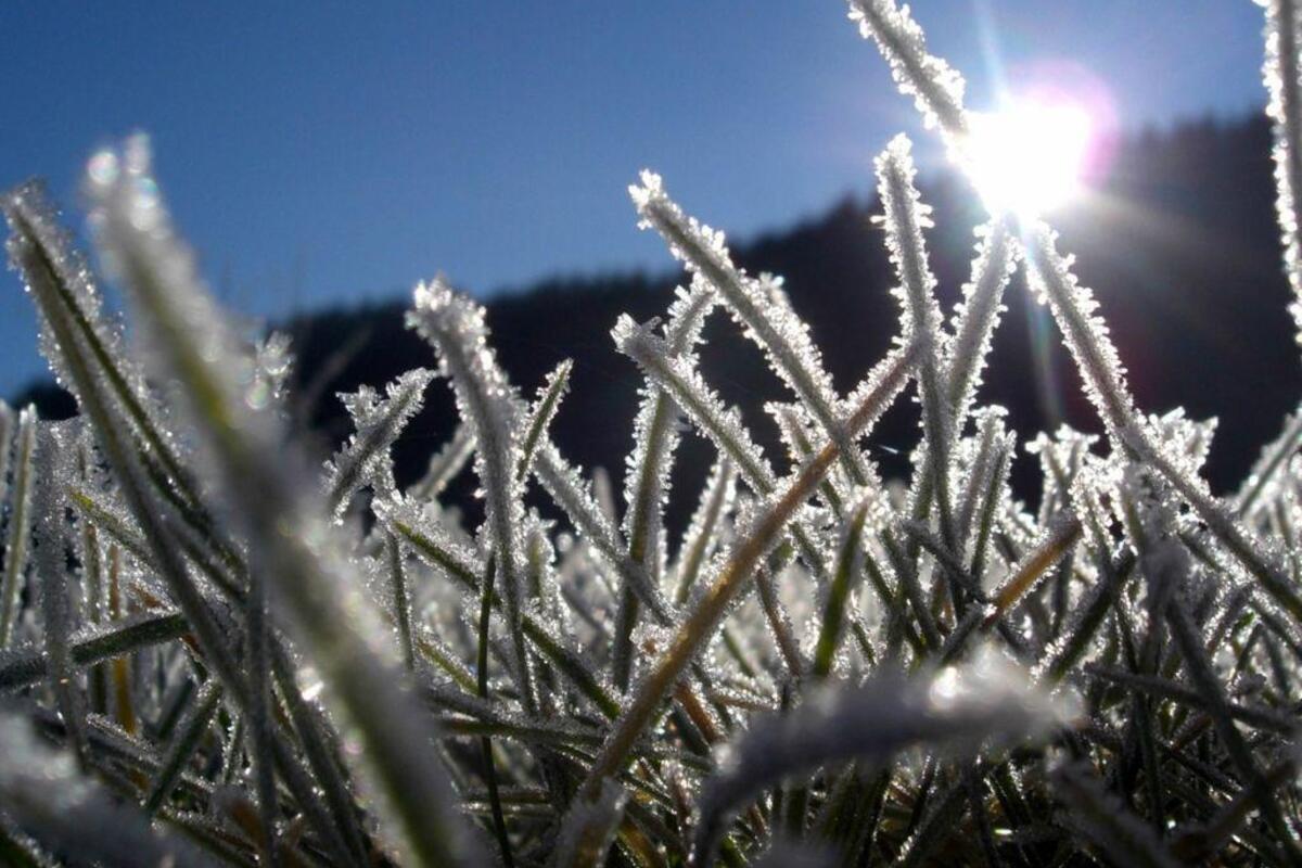 Цікаві факти про іній