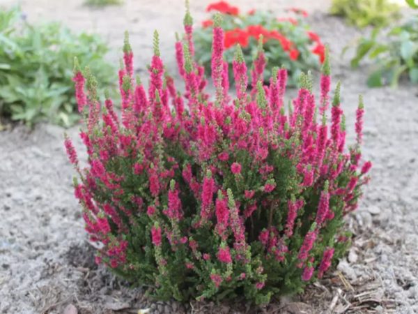 Интересные факты о вереске