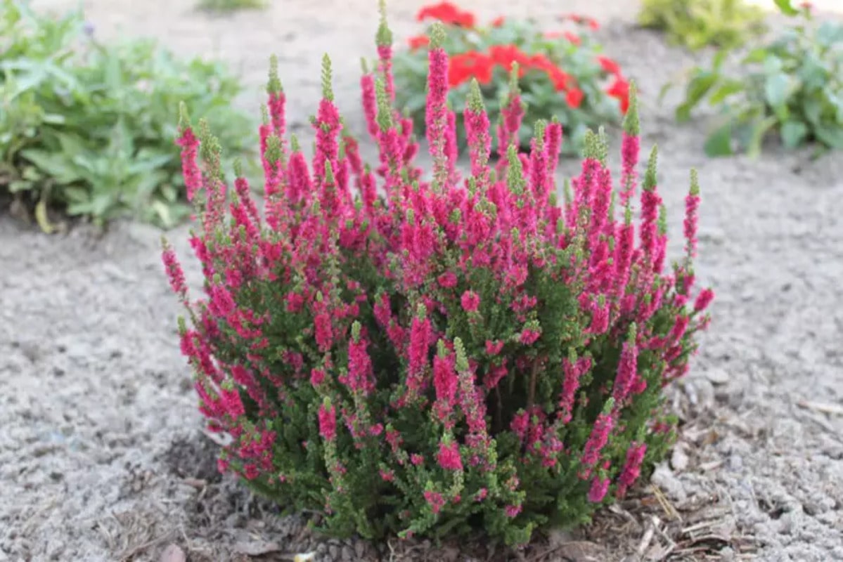 Interesting Facts About Heather