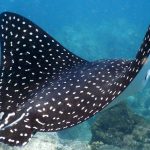 Interesting Facts About Manta Rays