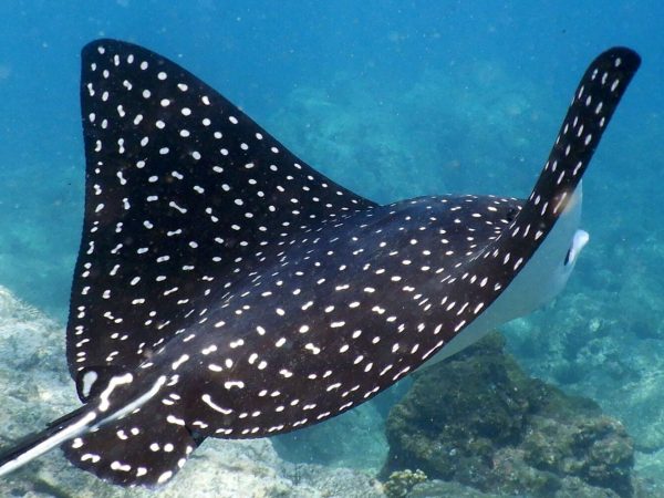 Interesting Facts About Manta Rays