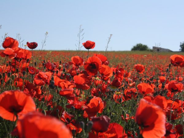 Интересные факты о маках