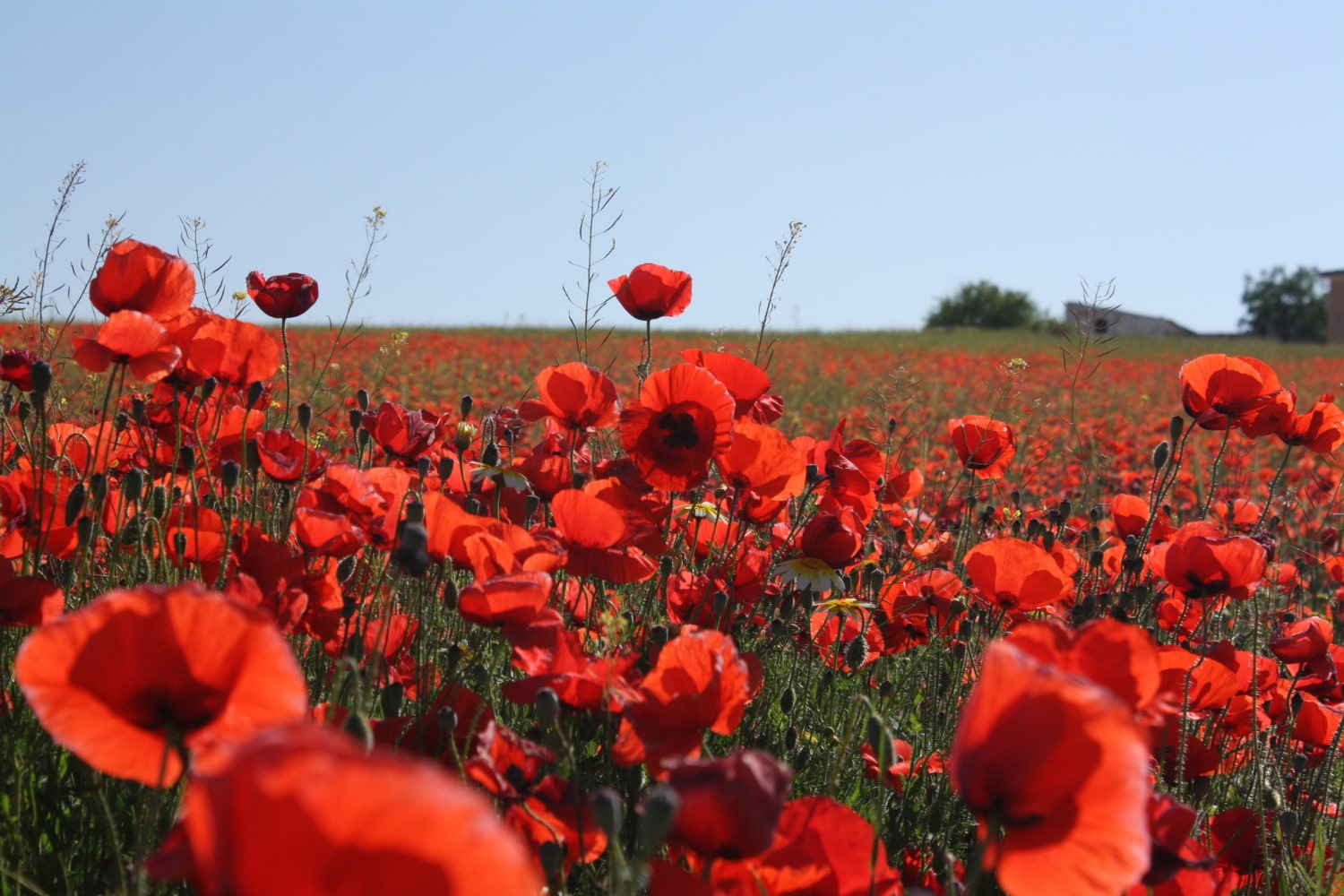 Interesting Facts About Poppies