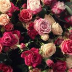 Interesting Facts About Roses