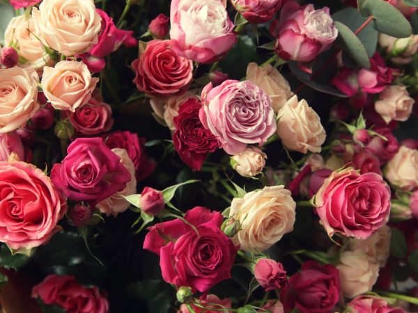 Interesting Facts About Roses