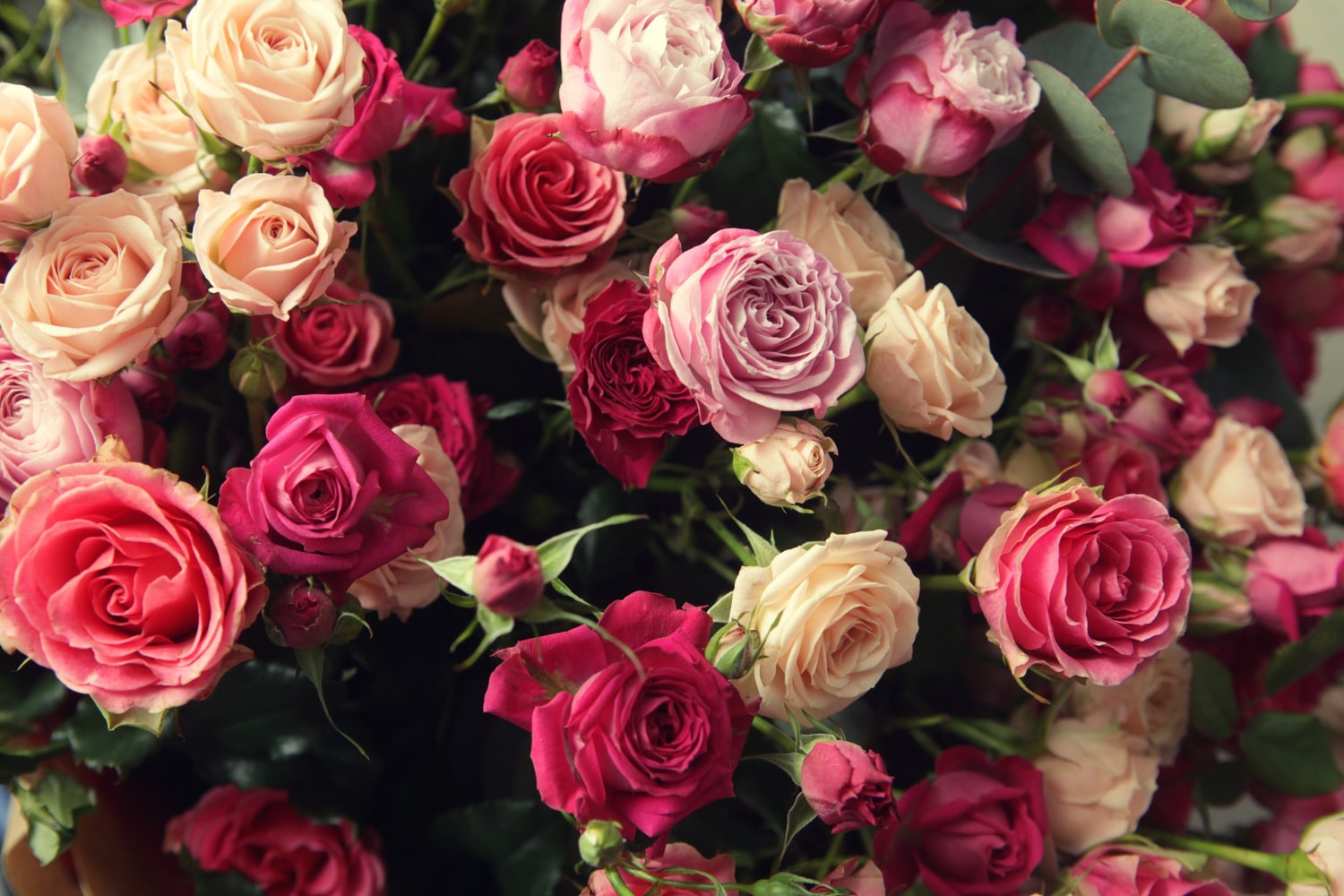 Interesting Facts About Roses