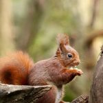 Ciekawostki o wiewiórkach