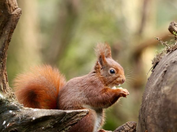 Interesting Facts About Squirrels