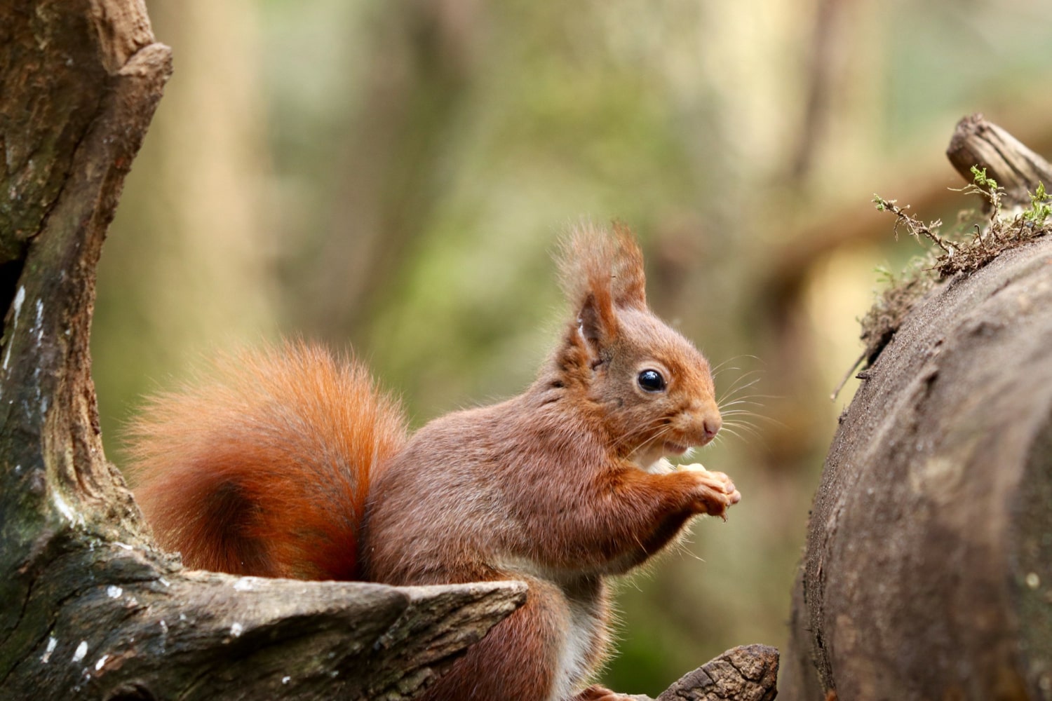 Interesting Facts About Squirrels