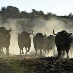 Interesting Facts About Bulls