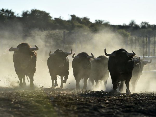 Цікаві факти про биків
