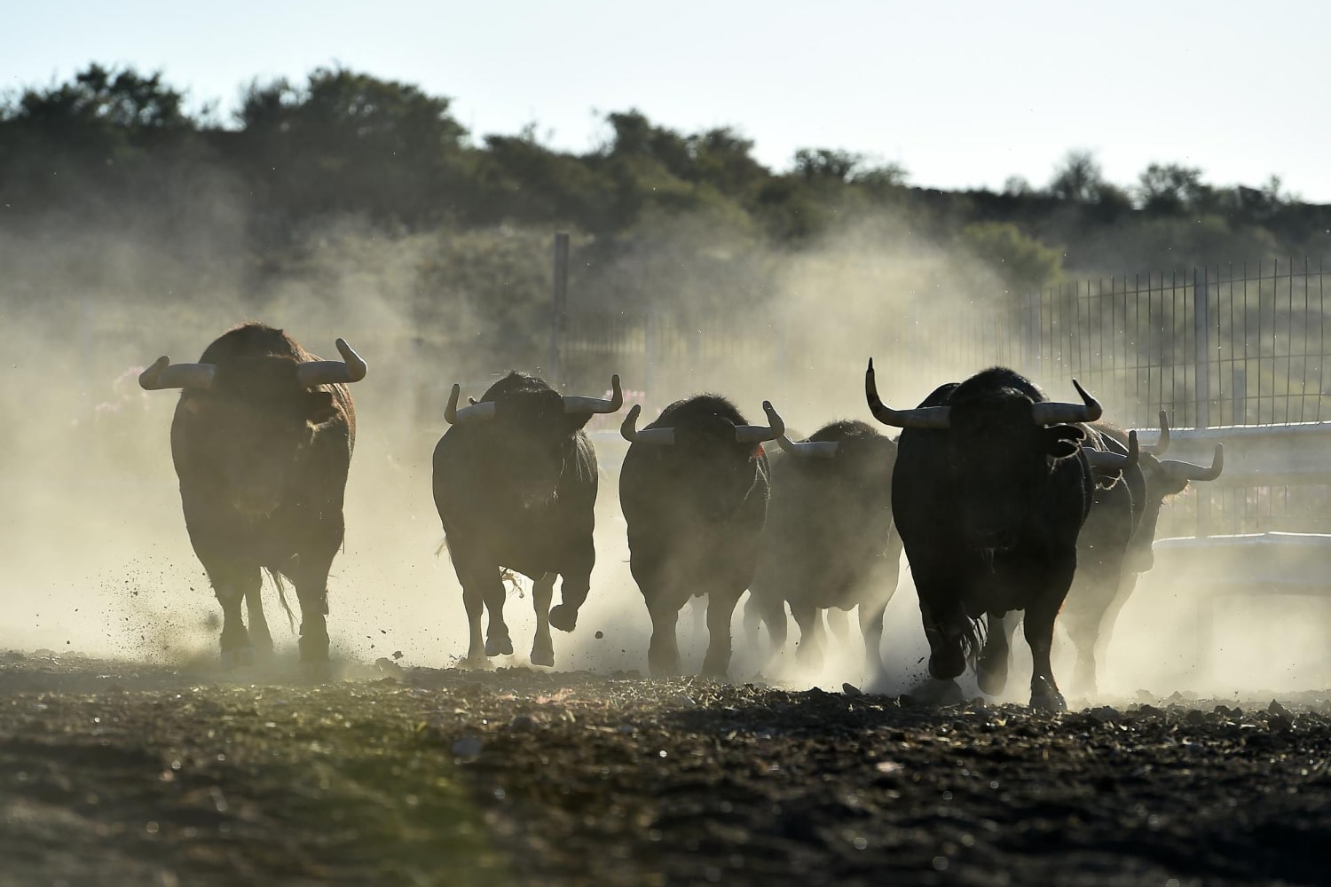 Ciekawostki o bykach